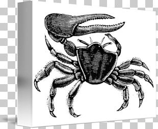 310x253 Page Dungeness Crab Png Cliparts For Free Download Uihere - Dungeness Crab Drawing