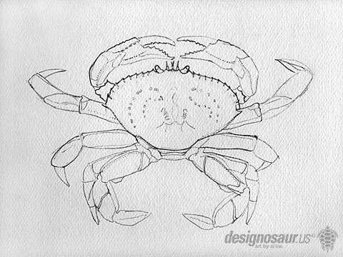 480x360 Sketch Crab - Dungeness Crab Drawing