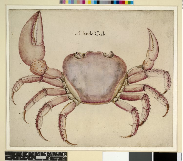 750x661 British Museum - Dungeness Crab Drawing