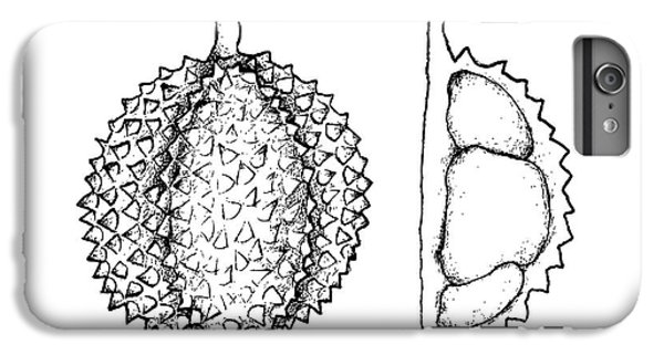 600x321 durian fruit iphone plus cases fine art america - Durian Drawing