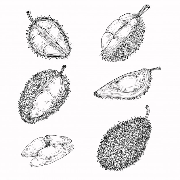 626x626 durian vectors, photos and free download - Durian Drawing