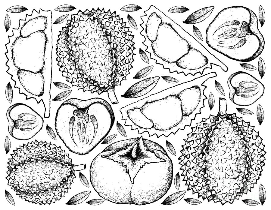 900x700 hand drawn background of durian and persimmon drawing - Durian Drawing