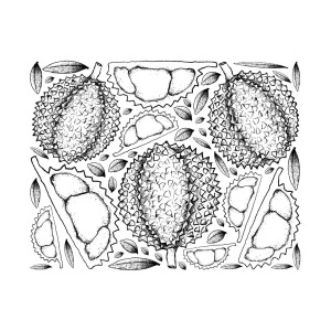 300x300 hand drawn background of ripe durian fruits drawing - Durian Drawing