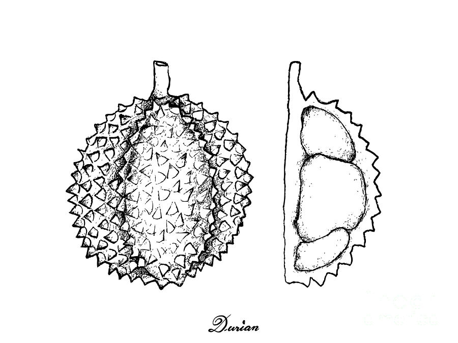 900x675 hand drawn of ripe durian on white background drawing - Durian Drawing