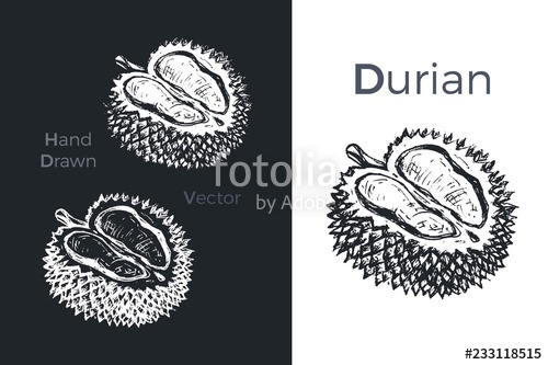 500x333 hand drawn durian icons vector illustration stock image - Durian Drawing