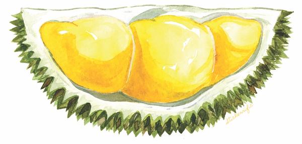 Durian Drawing At Paintingvalley.com 