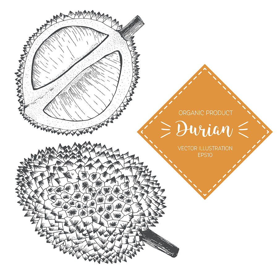 900x900 vector illustration with durian sketch whole fruit and opened - Durian Drawing