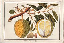 220x149 william farquhar collection of natural history drawings - Durian Drawing