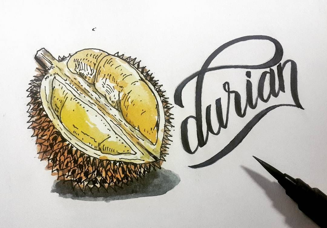 1080x755 durian - Durian Drawing