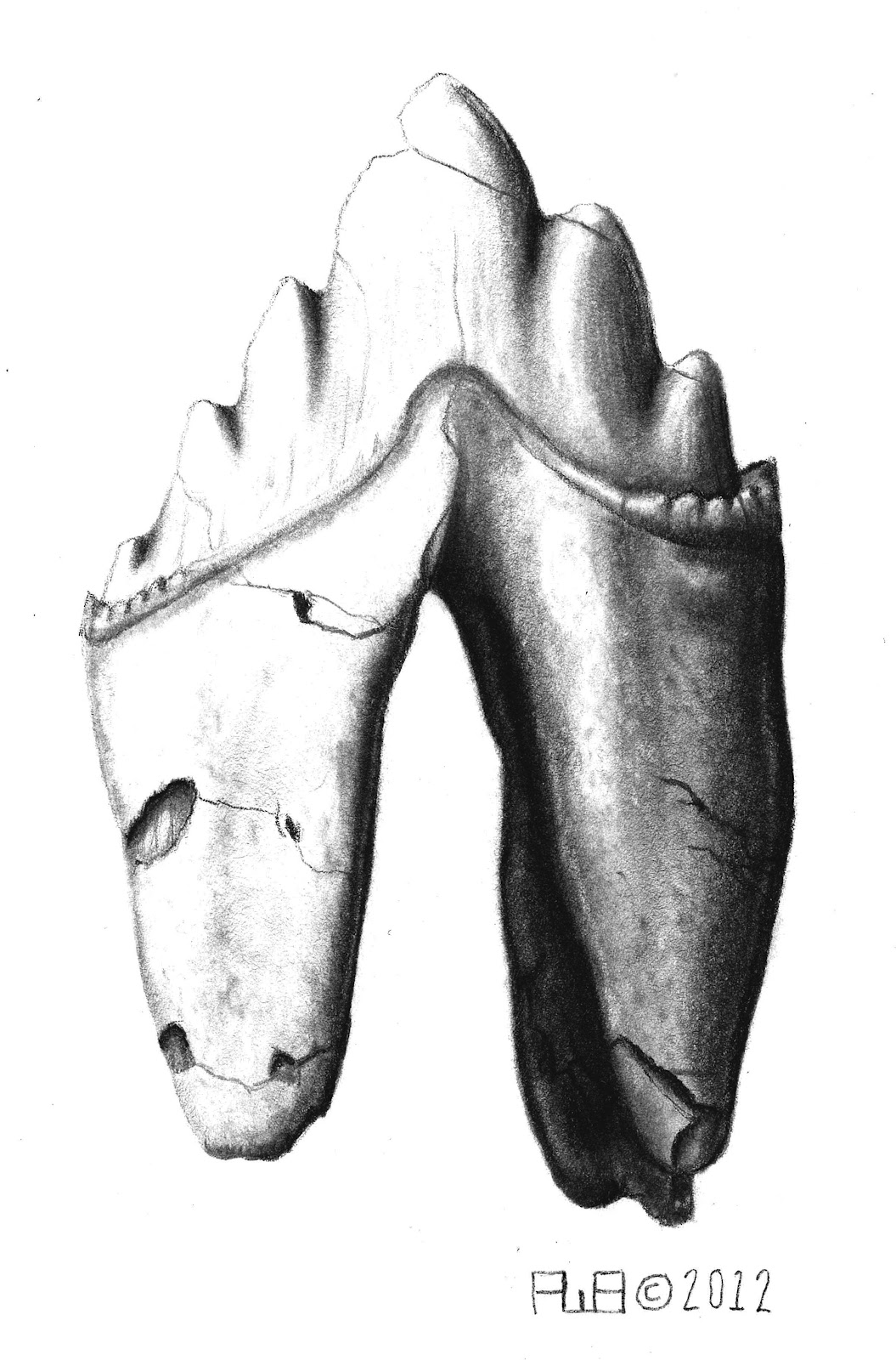1055x1600 the coastal paleontologist, atlantic edition experimenting - Dust Drawing