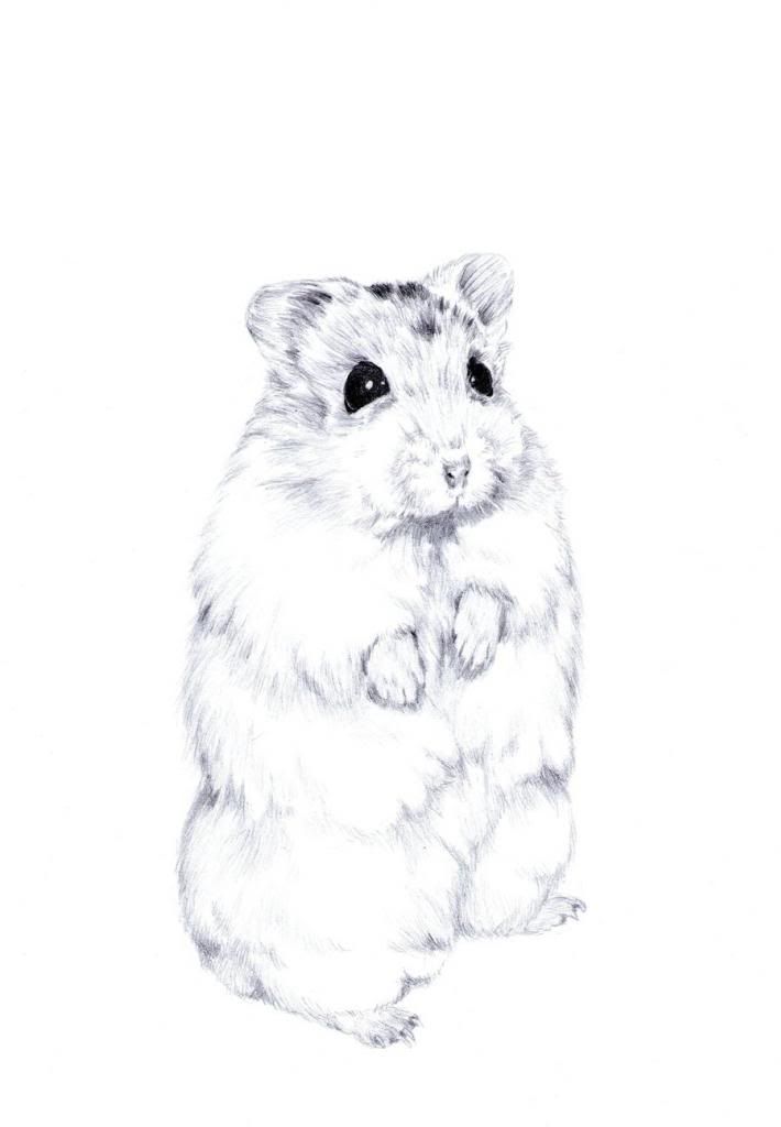 710x1024 hedgehog drawing hamster for free download - Dwarf Hamster Drawing