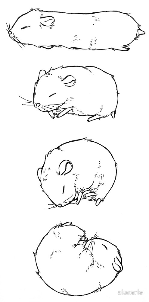 495x1000 four states of dwarf hamster drawing - Dwarf Hamster Drawing