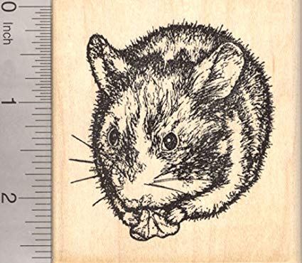 425x370 dwarf hamster rubber st roborovski desert hampster - Dwarf Hamster Drawing