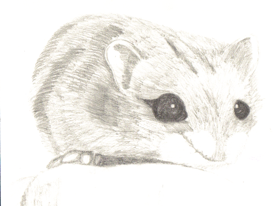 900x669 how to draw a dwarf hamster - Dwarf Hamster Drawing