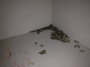 300x225 how to find a lost hamster - Dwarf Hamster Drawing