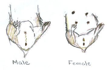 360x233 Male Or Female - Dwarf Hamster Drawing