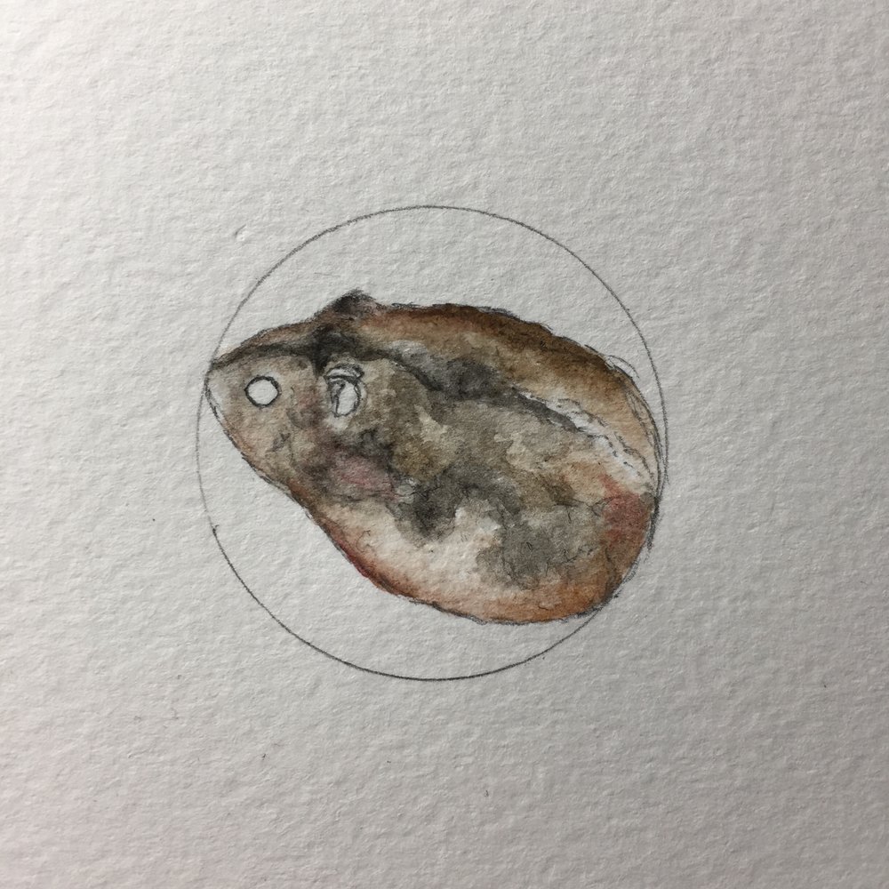1000x1000 campbell's dwarf hamster the miniature zoo - Dwarf Hamster Drawing