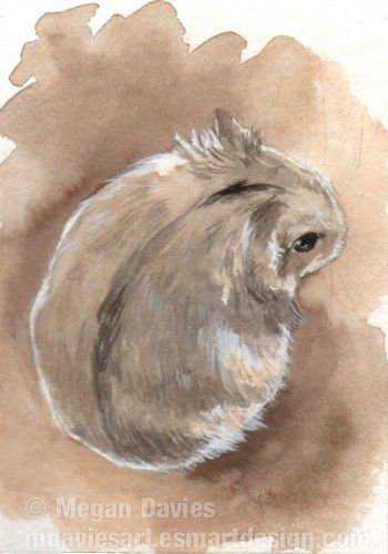 350x500 russian dwarf hamster aceo - Dwarf Hamster Drawing
