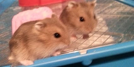 426x214 russian dwarf hamster behaviour - Dwarf Hamster Drawing