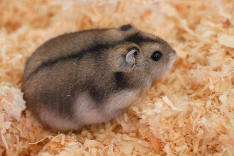 800x534 winter white dwarf hamster - Dwarf Hamster Drawing
