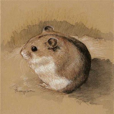 400x398 hamster drawing - Dwarf Hamster Drawing