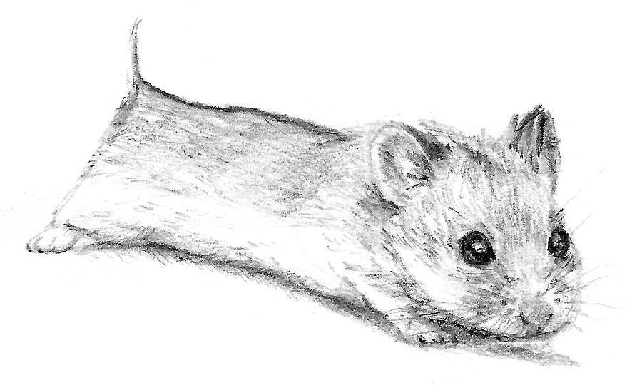 Unique Hamster Sketch Drawing for Kids