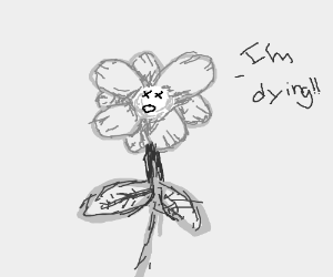 300x250 dying flower drawing - Dying Flower Drawing