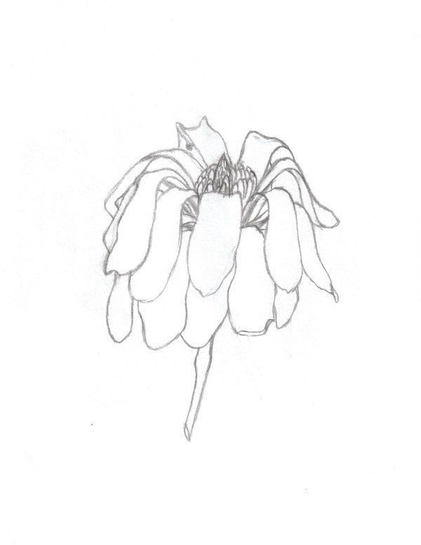 600x777 wilting flower drawing - Dying Flower Drawing