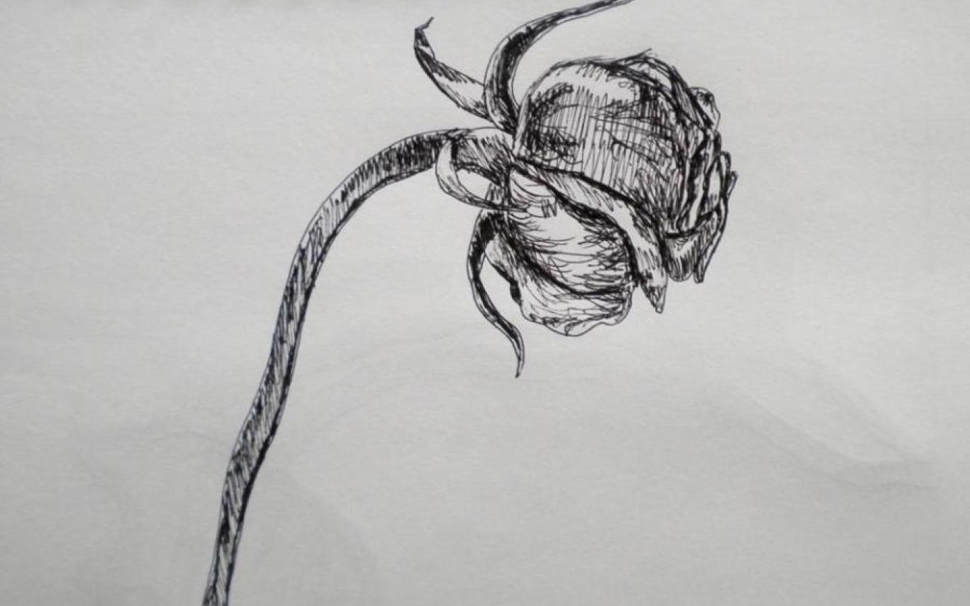 Dying Flower Drawing at Explore collection of