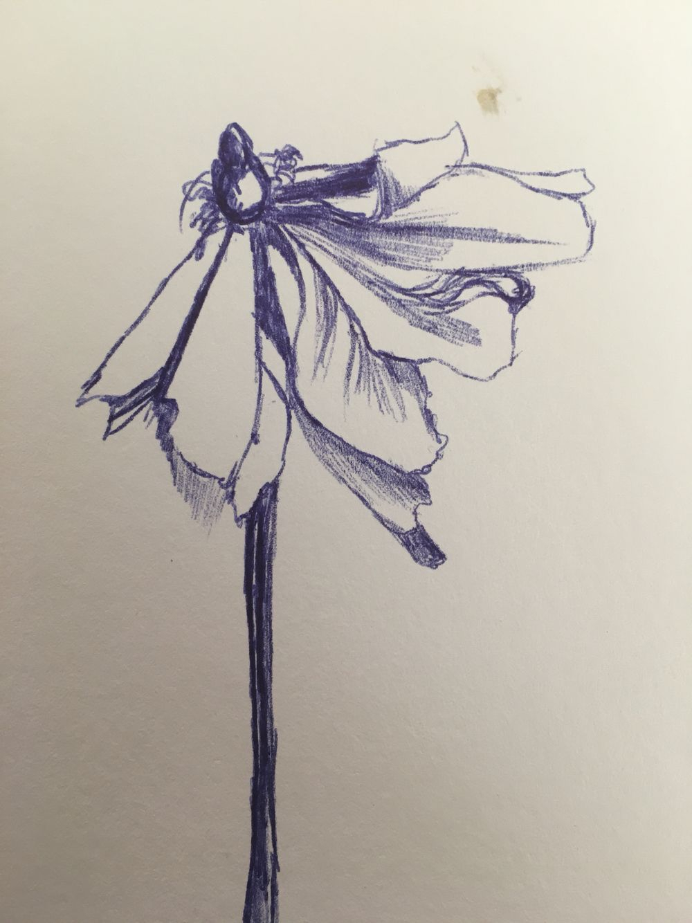 Dying Flower Drawing at Explore collection of