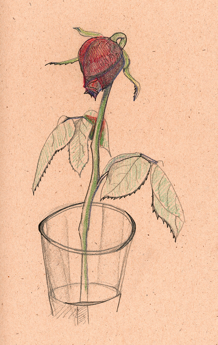 Dying Flower Drawing at Explore collection of