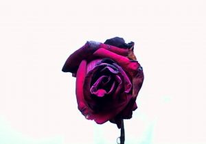 300x210 dying flower drawing easy - Dying Rose Drawing