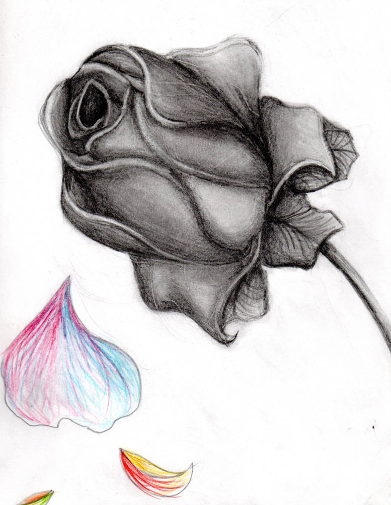 787x1016 dying rose - Dying Rose Drawing