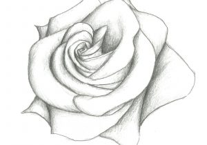 300x210 easy dying rose sketch dying rose tattoo sunrise - Dying Rose Drawing