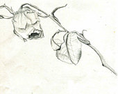 170x135 Items Similar To Original Pencil Drawing Illustration - Dying Rose Drawing