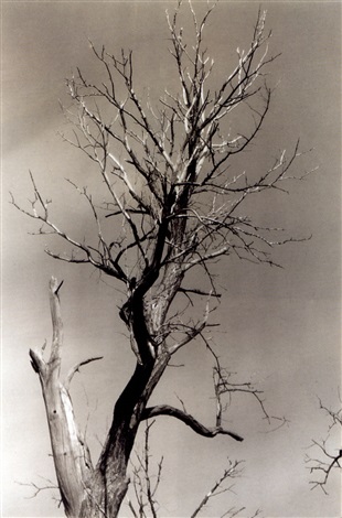 310x470 the dying chesnut tree, life and death - Dying Tree Drawing