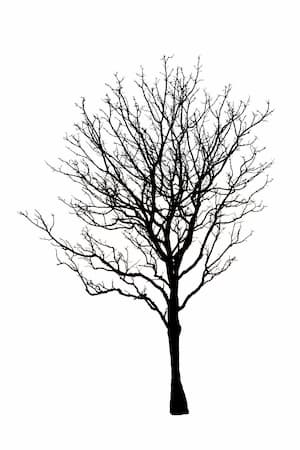 300x450 tree branches dying in arlington, texas - Dying Tree Drawing