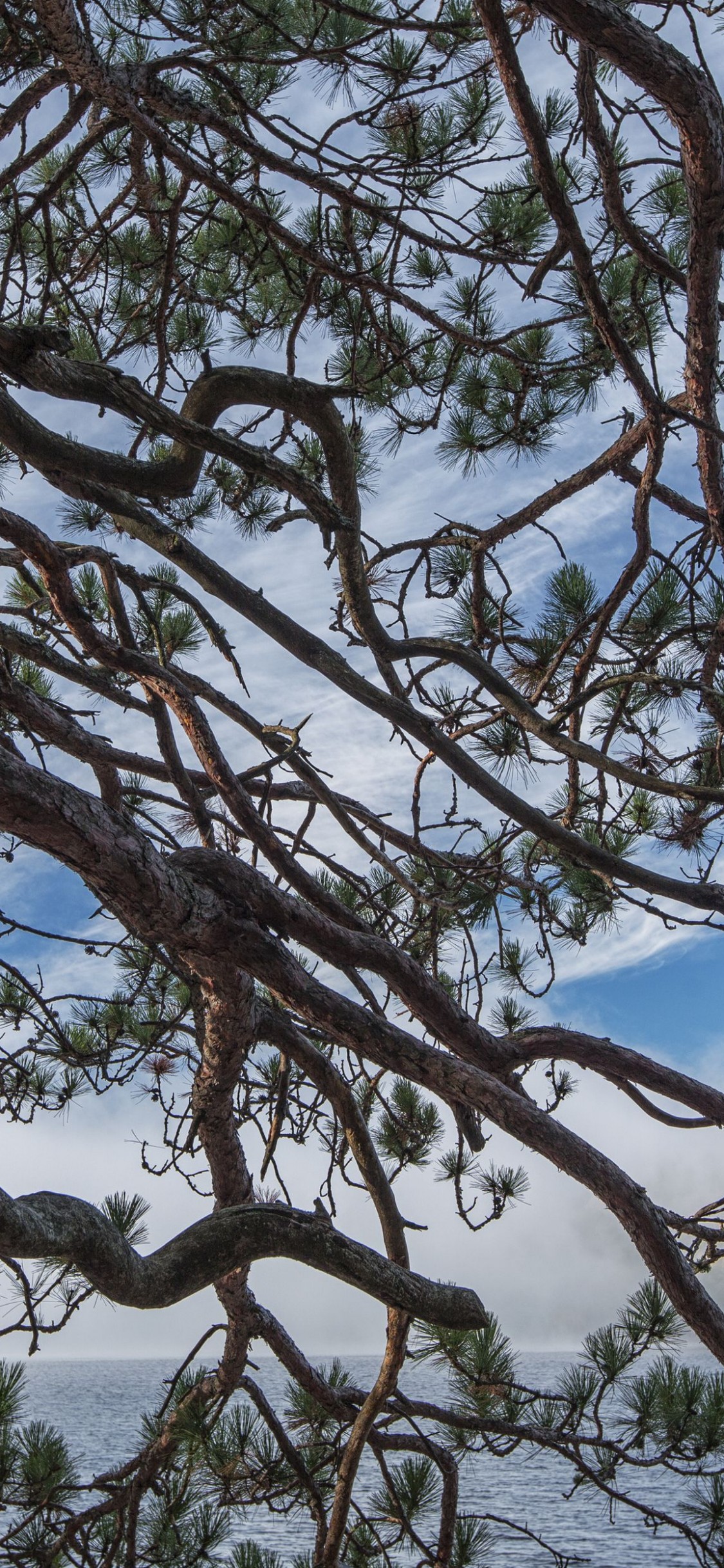 Dying Tree Drawing at Explore collection of Dying