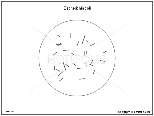 500x375 Escherichia Coli Illustrations - E Coli Drawing