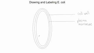 320x180 ib biology drawing and labeling e coli - E Coli Drawing