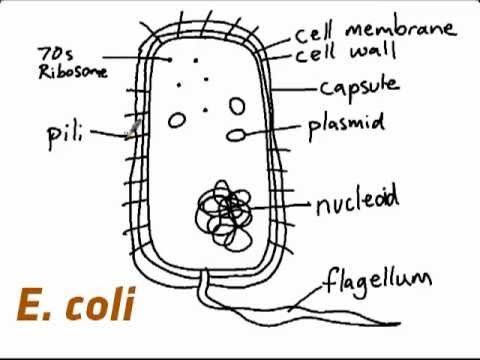 480x360 Ib Biology How To Draw E Coli - E Coli Drawing