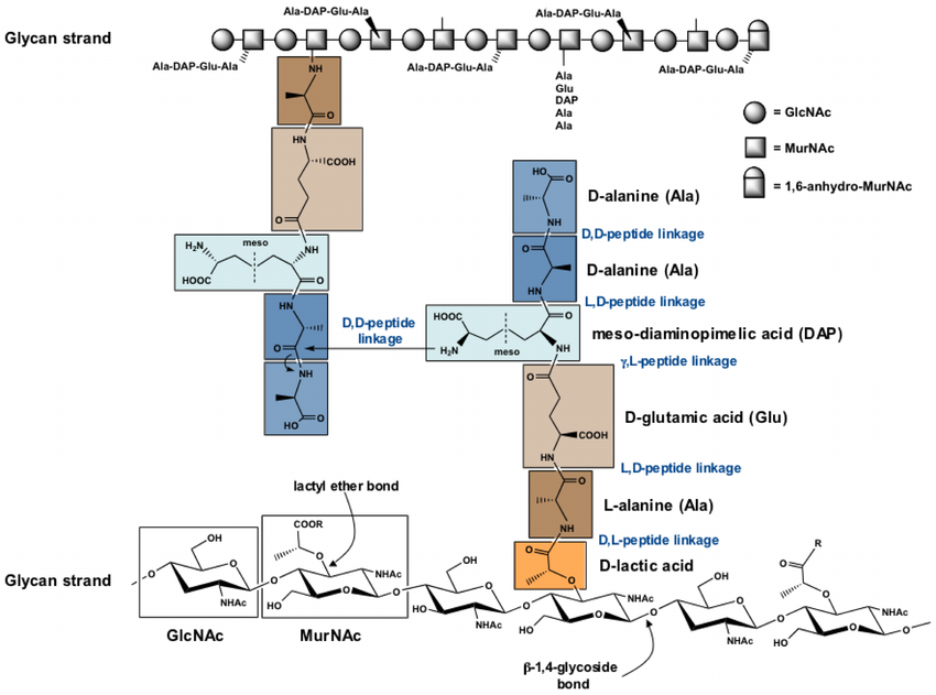 850x631 peptidoglycan structure of e coli a representative of gram - E Coli Drawing