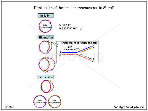 500x375 replication of the circular chromosome in e coli illustrations - E Coli Drawing