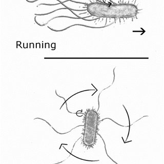 320x320 Running And Tumbling Behavior In E Coli - E Coli Drawing