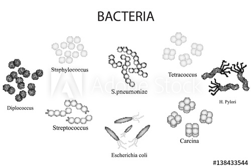 500x334 set of bacteria black and white staphylococcus, streptococcus - E Coli Drawing