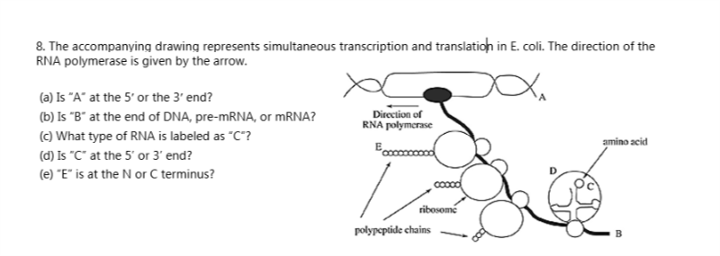 800x285 Solved The Accompanying Drawing Represents Simultaneous T - E Coli Drawing