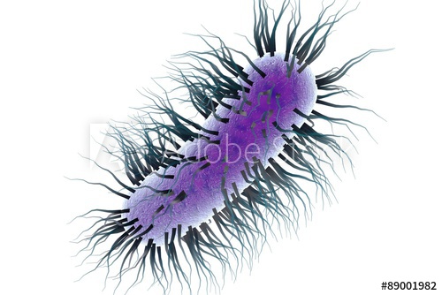 500x334 Three Dimensional Drawing Of Escherichia Coli Isolated On White - E Coli Drawing