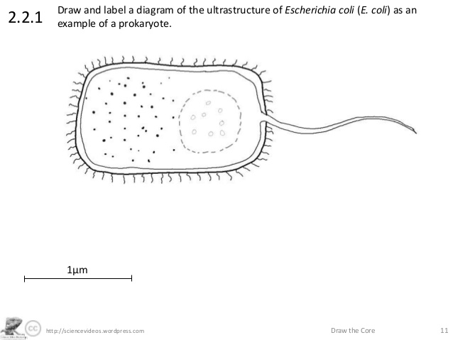 638x479 draw the core - E Coli Drawing