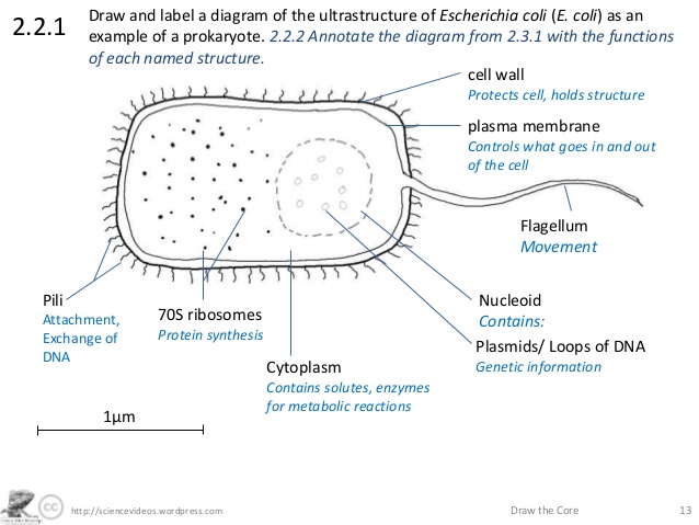 E Coli Drawing at PaintingValley.com | Explore collection of E Coli Drawing