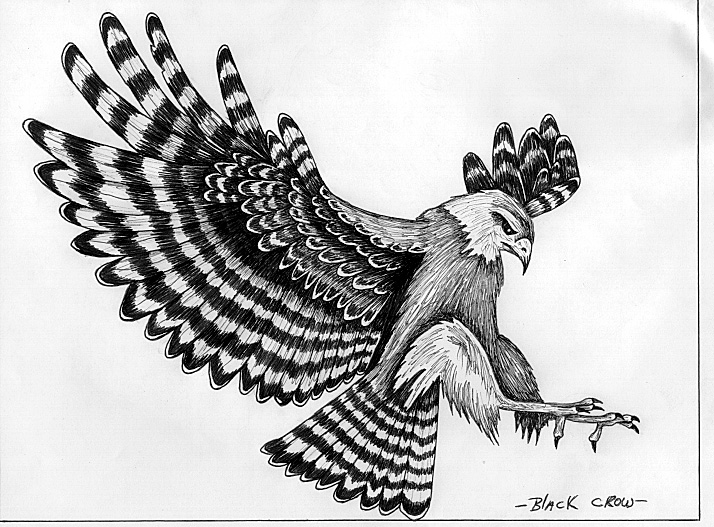 714x527 Black Crow's Eagle Drawings - Eagle Black And White Drawing